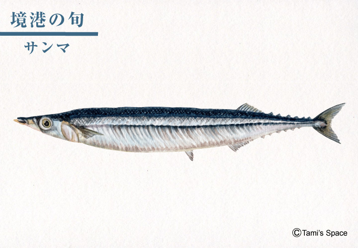 今年のサンマは小振り