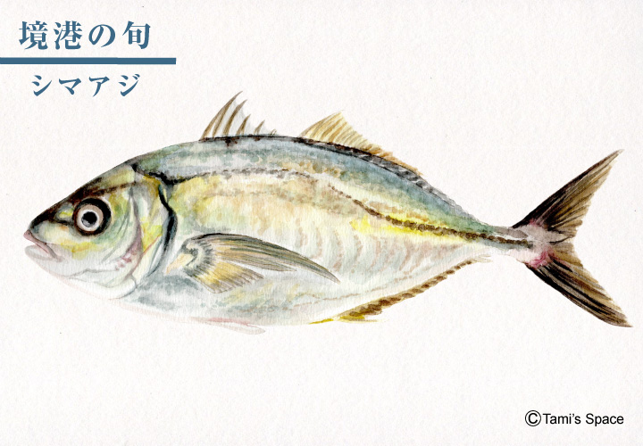 鳴く魚 シマアジ