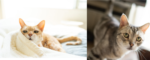 ねこ.png