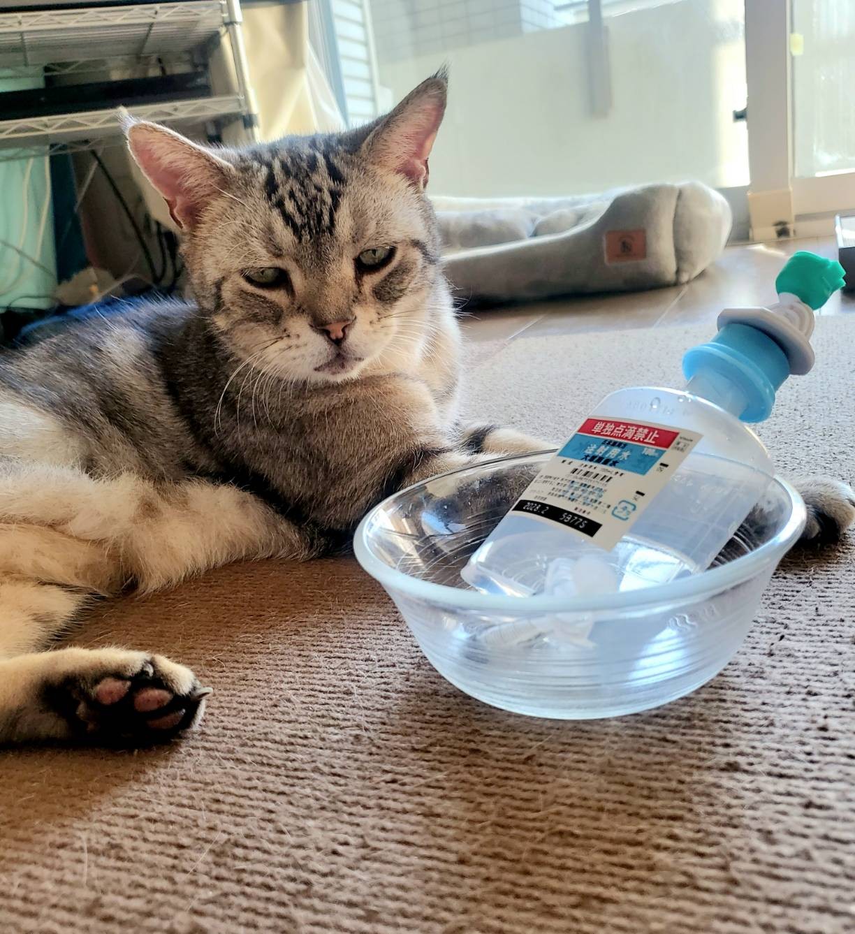 Sarry's notes　#4.動物の医療費をめぐる世界と日本の現実