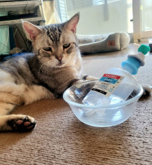 Sarry's notes #4.動物の医療費をめぐる世界と日本の現実
