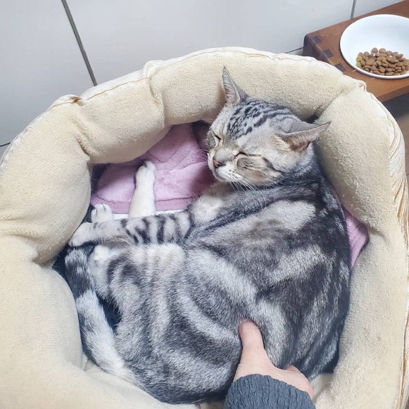 シニア猫との冬じたく