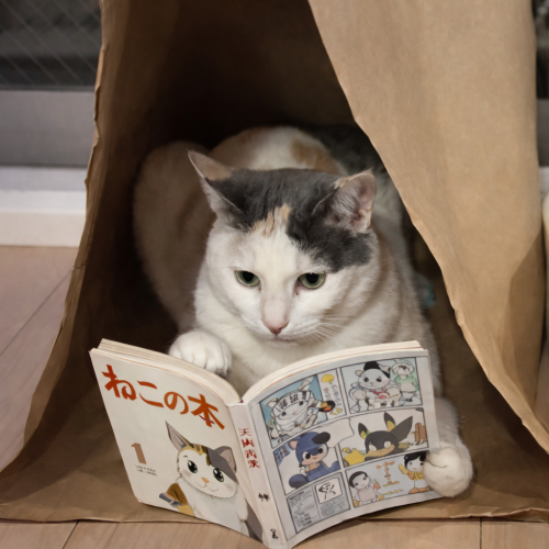 Sarry’s notes　#8.ねこの本