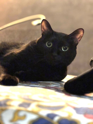  Sarry’s notes　#9.ねこのいる美容室