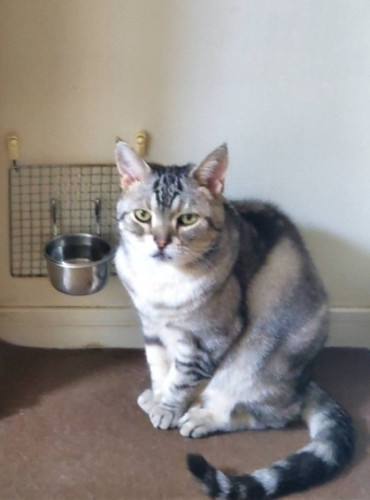  Sarry’s notes #11.ねこと愚者