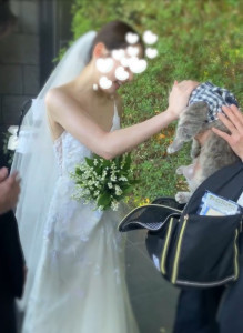 WEDDING WITH PETS