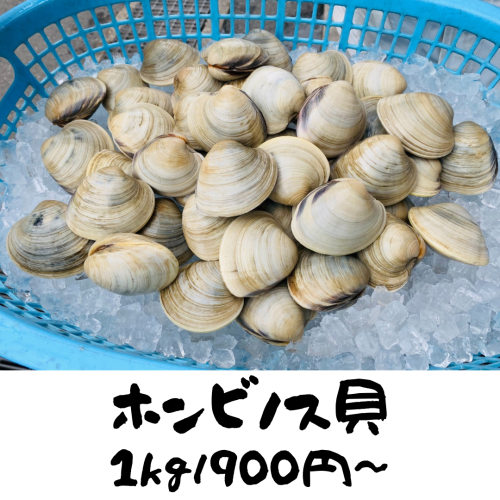 ホンビノス貝