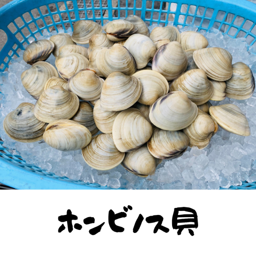 ホンビノス貝