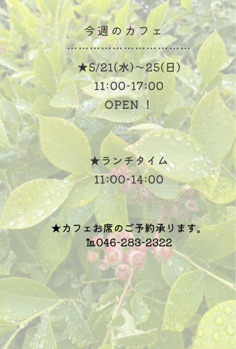 今週のカフェ
