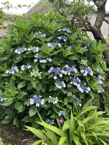 IMG_8987.jpeg