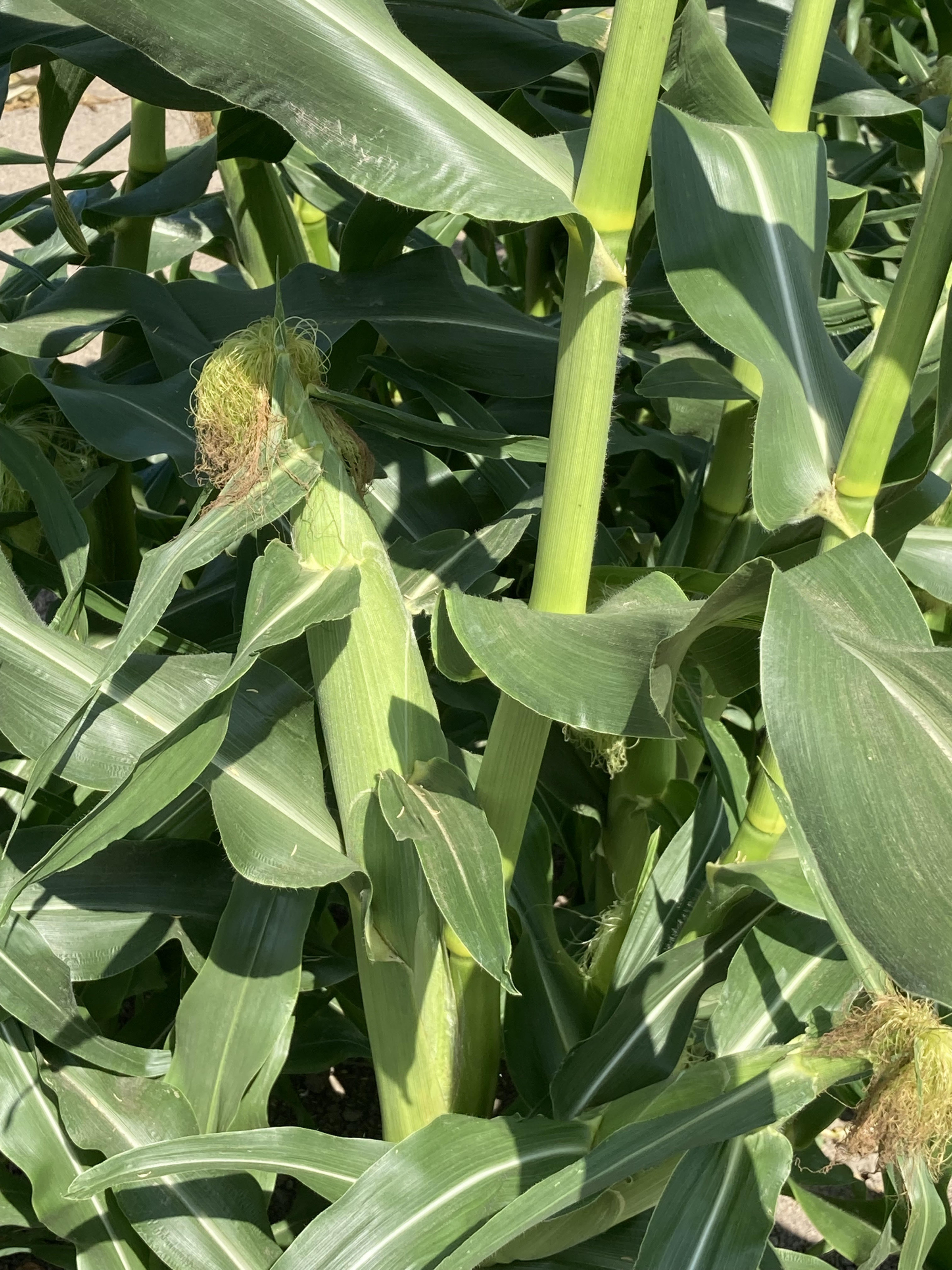 ８月からあま～いとうもろこしをどうぞ