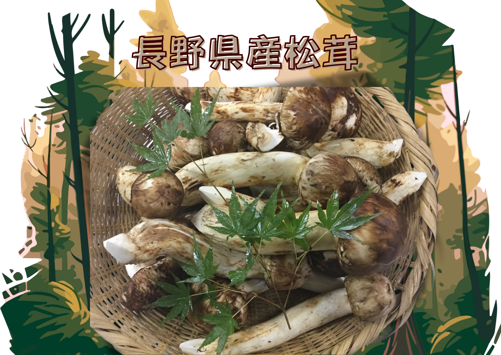 ✅長野県産松茸