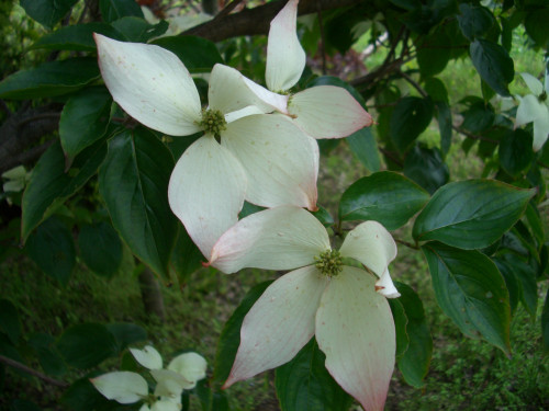 庭の白いヤマボウシの花（7月）
