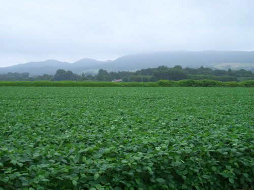 緑濃い大豆畑とマオイ山（7月）