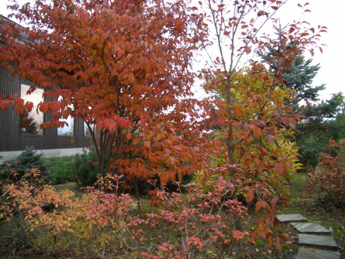 秋色に彩られた里日和の庭（11月）
