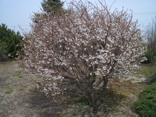 新）庭の奥の千島桜が満開に（5月）.JPG