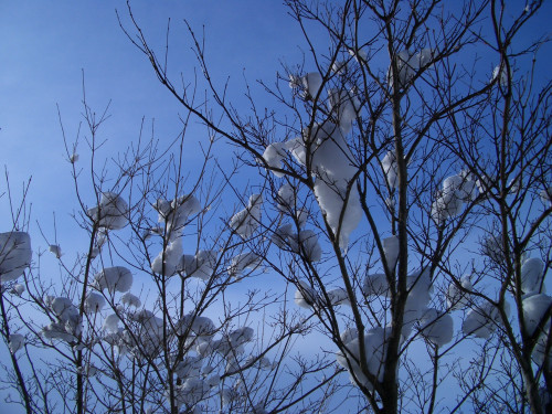 樹々に咲いた雪の花（1月）