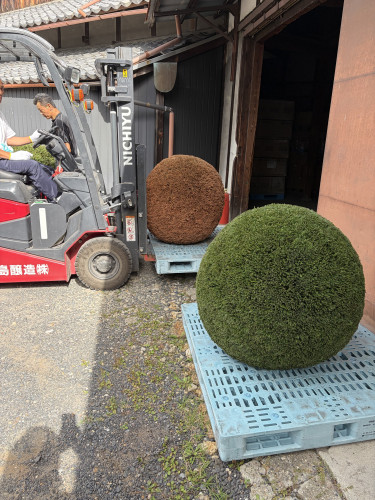 杉玉を新しく架け替え！
