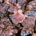 89462FB5-1B8B-4AC0-AFA5-9B3763B2EAA6.jpeg
