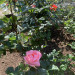 12DF1981-3255-4273-BDE3-FDAC5B9A420D.jpeg