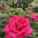3D8D2592-8802-49CB-A26B-FD33C0CACCD8.jpeg