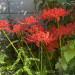 IMG_0681.jpeg