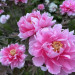 IMG_2602.jpeg