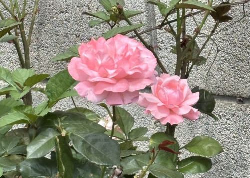 クイーン・エリザベス
