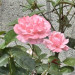 IMG_2958.jpeg