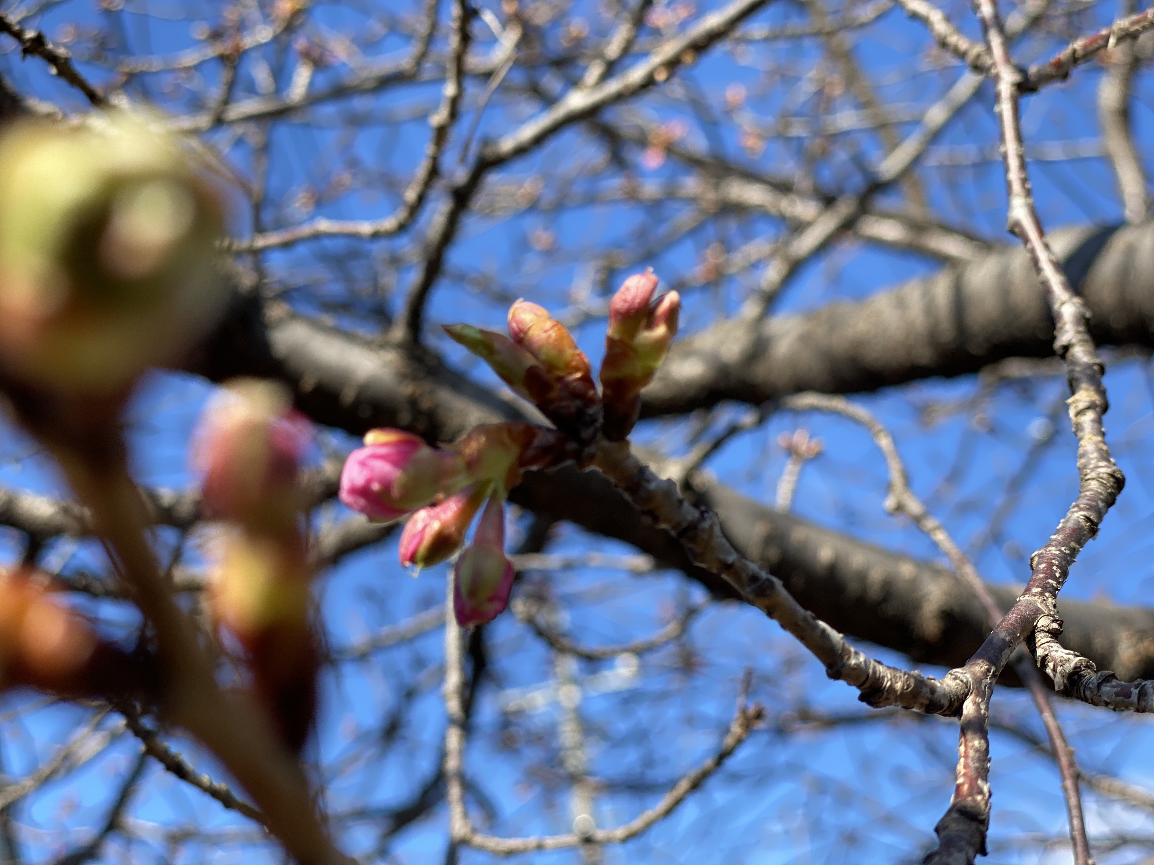 店先の河津桜が開花しました。