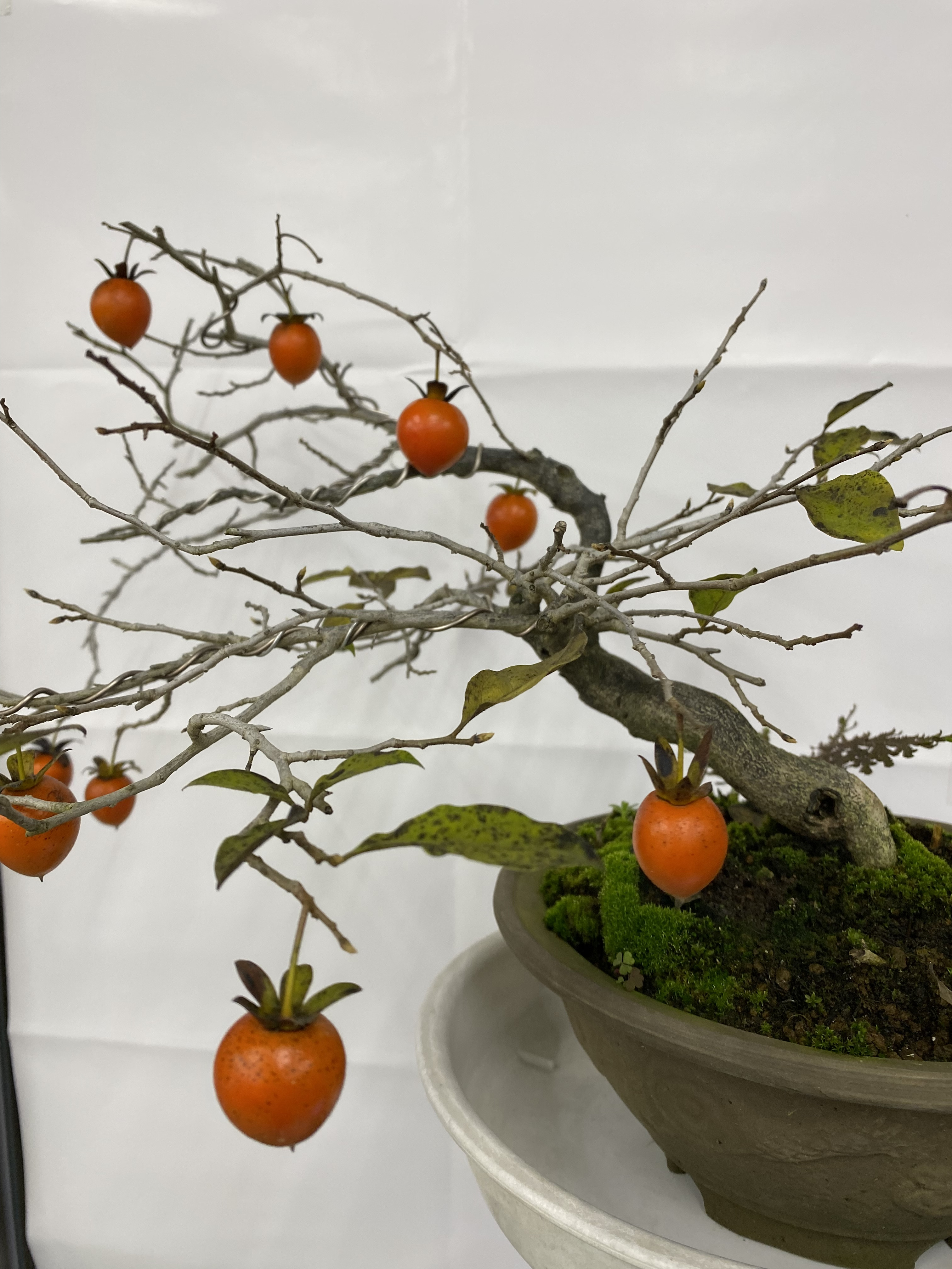 柿の盆栽