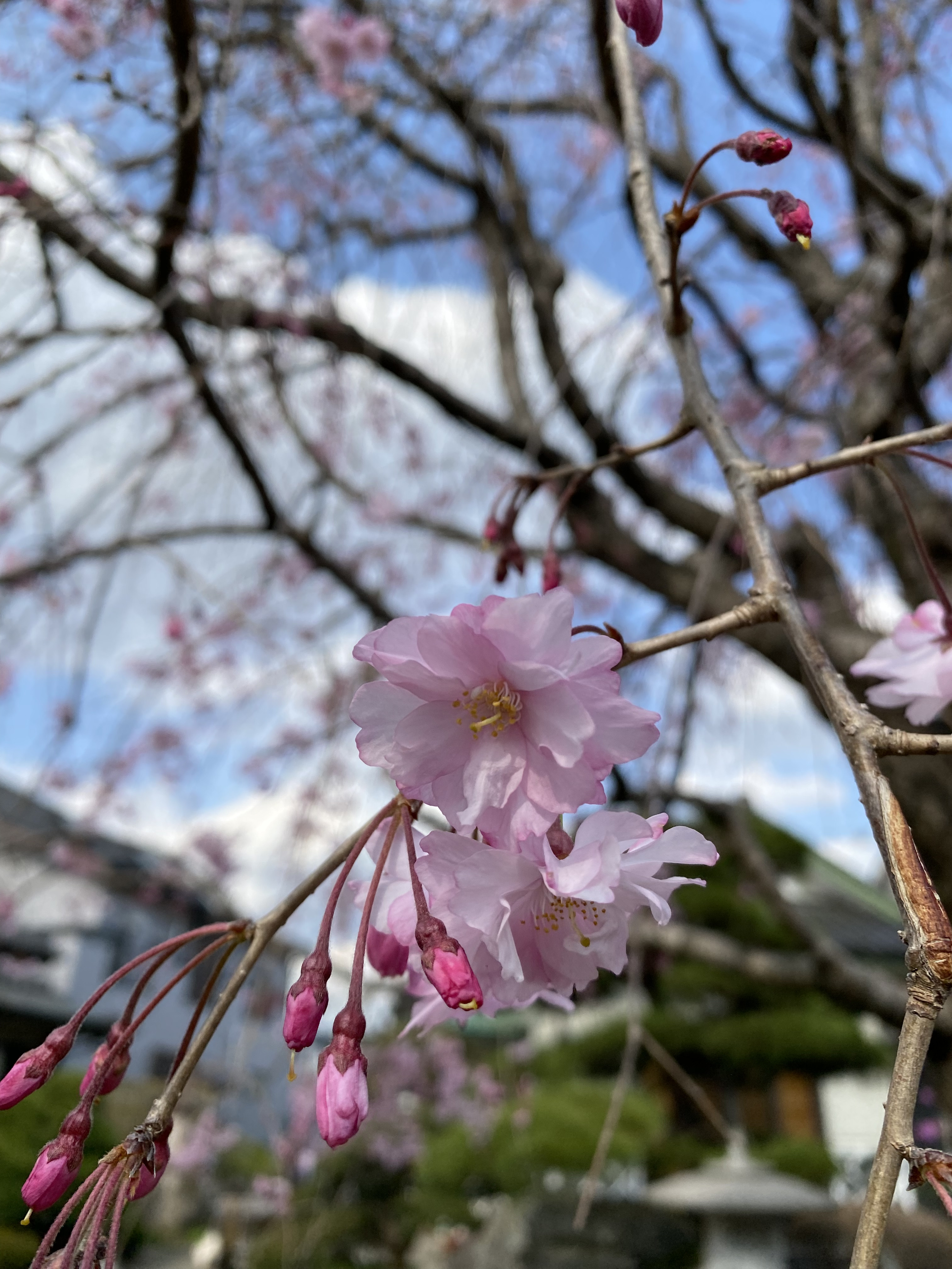 営業時間　3月31日［金］15時まで