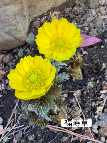 河津桜が見頃です