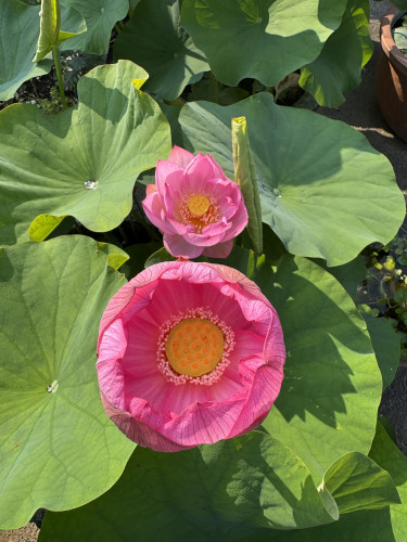 ハス開花のお知らせ