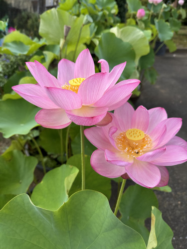 お休みの案内です