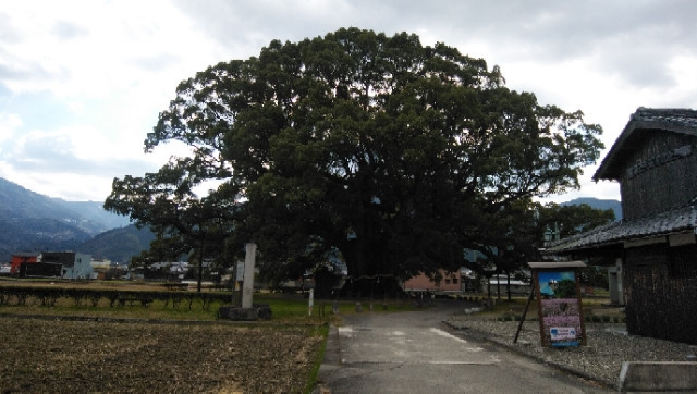  加茂の大クス　樹齢約1000年とか