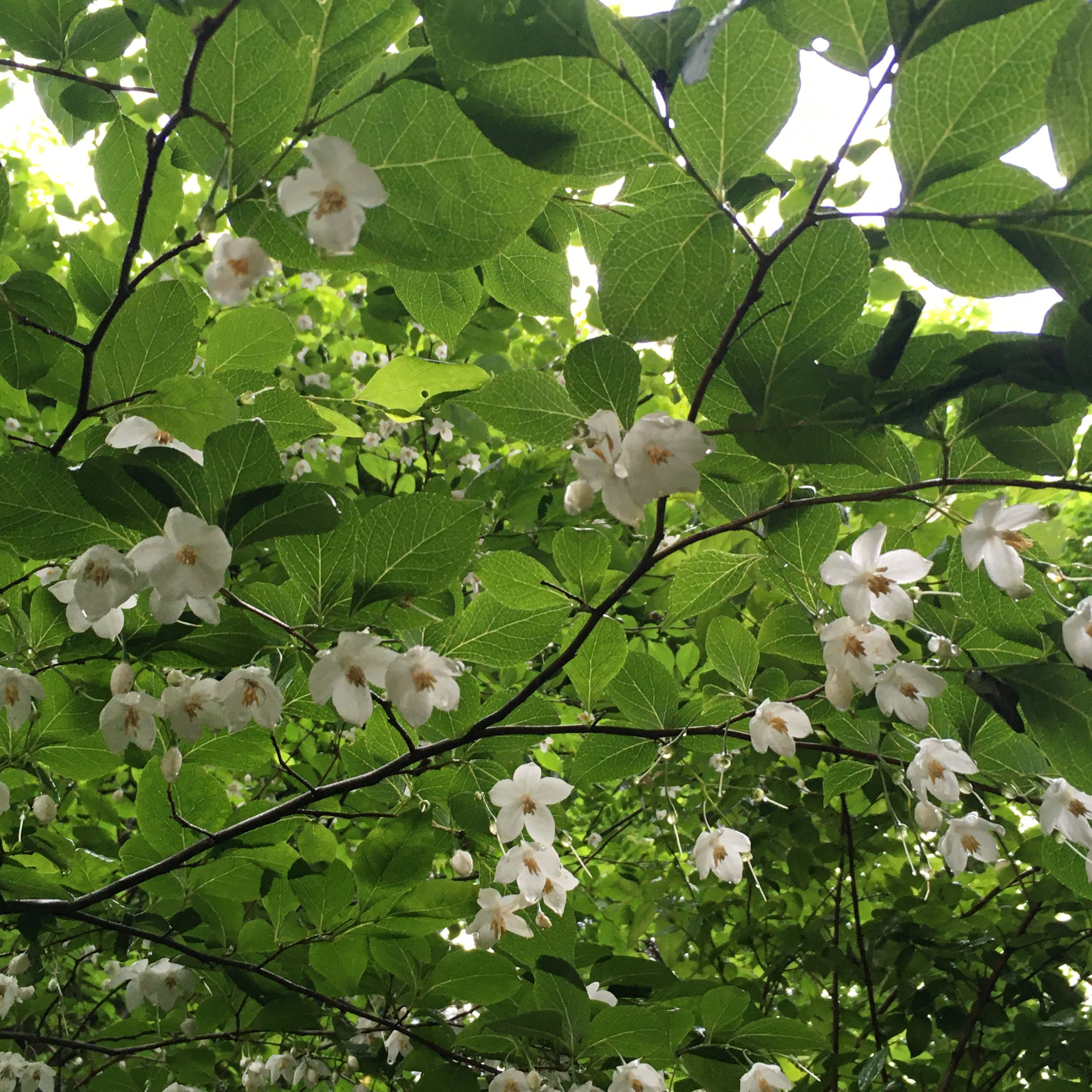 ハクウンボクの花