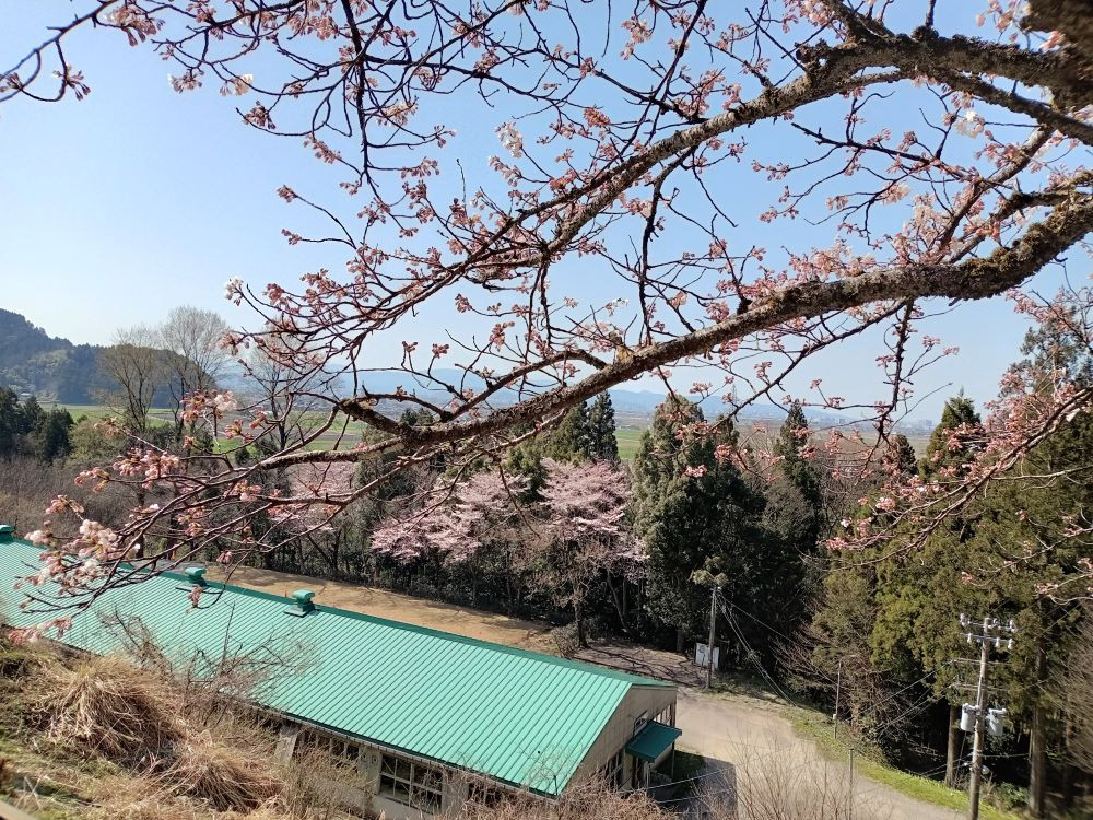 桜、咲きました!!