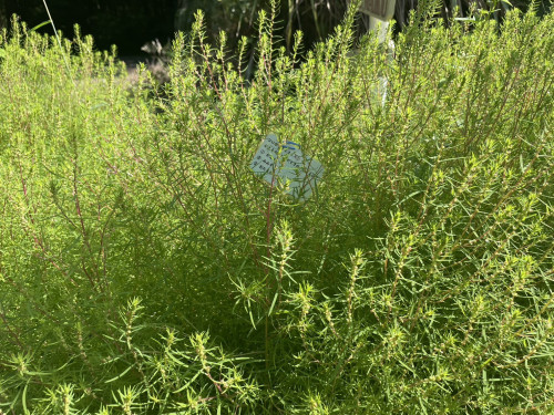 🌳森のわくわくようちえん🐝