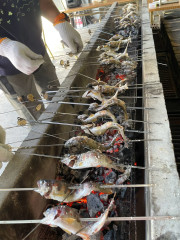 LINE_ALBUM_202695 お魚つかみ_260906_112.jpg