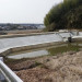 亀の甲No1-1.JPG