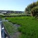亀の甲No1-2.JPG
