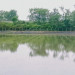 三条市　直播散布圃場.jpg