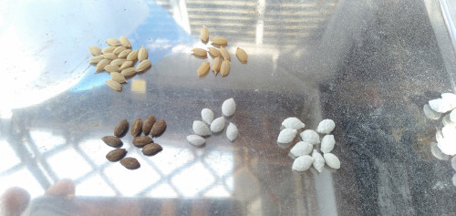 R4年度コーティング種籾.jpg
