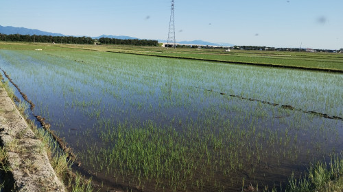 GW期間中に播種した圃場