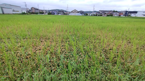 再度食酢を散布しました。