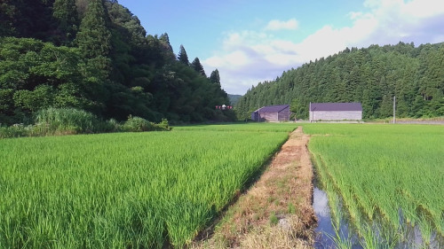 2025/7/13　早朝より除草剤クリンチャーバスMEを散布