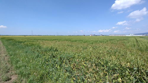 2025/8/22-23 有機栽培米へ食酢散布除草