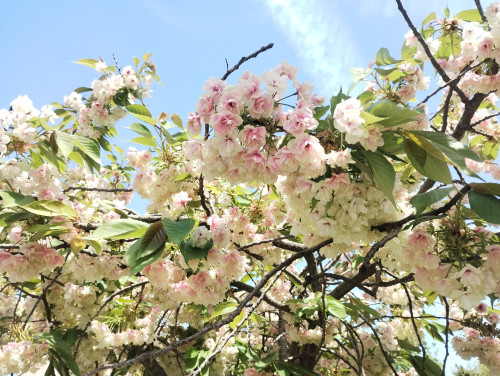 🌸 庭のウコン桜と、最新ドローンによる肥料散布の記録