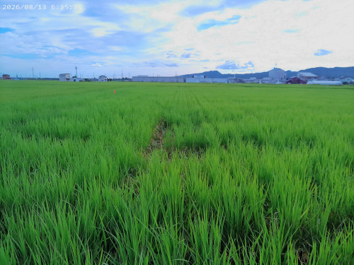 食酢での除草1.jpg